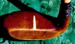 Bitmap Image